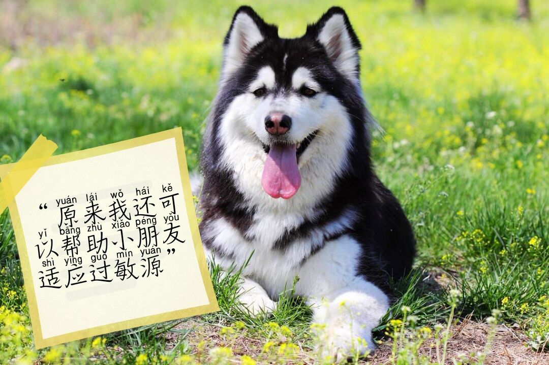 孕妇家里养狗需要注意什么,一个人在家养狗狗需要注意什么