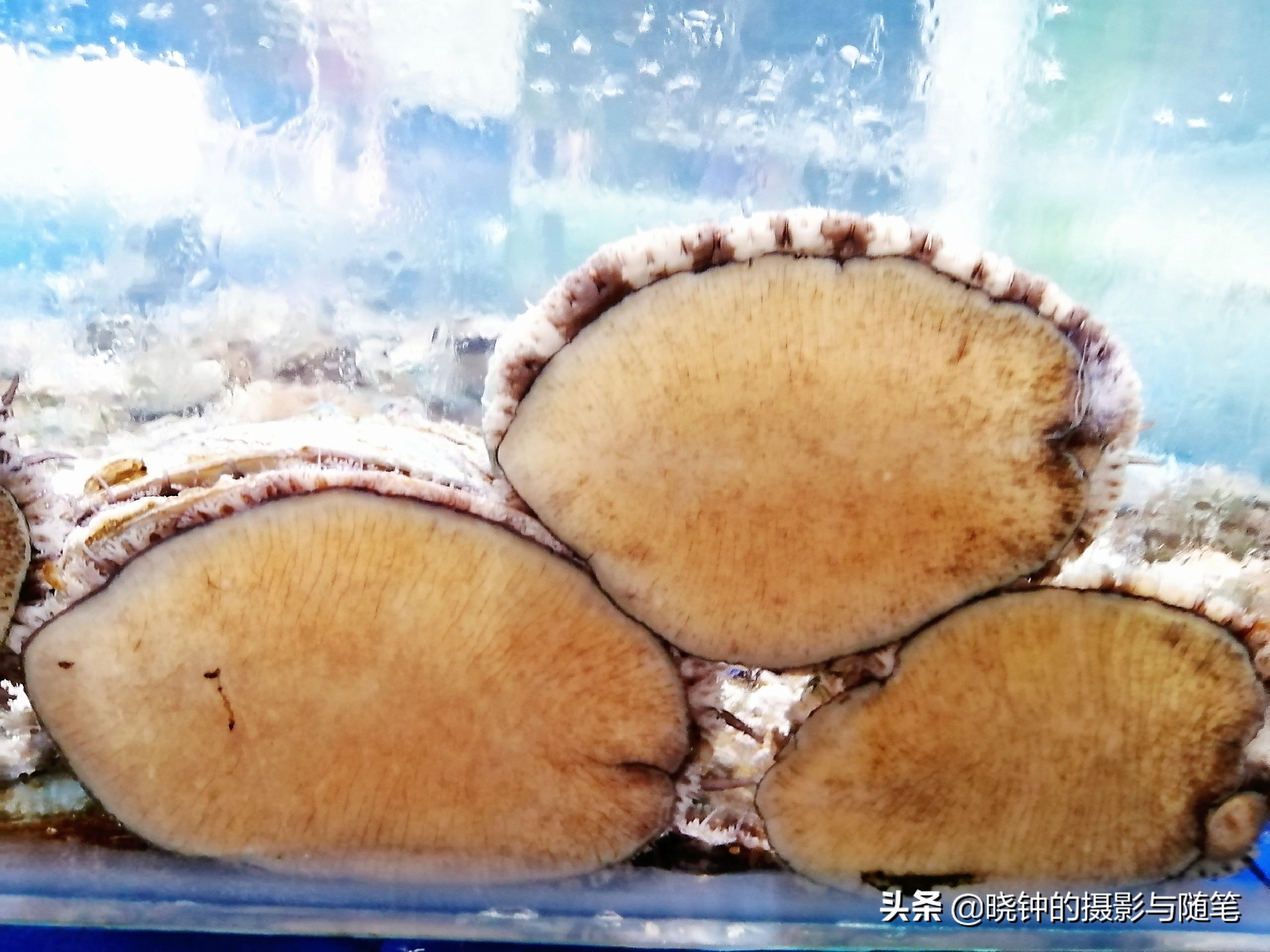 岘港最好吃的海鲜餐厅,越南旅游攻略岘港海鲜