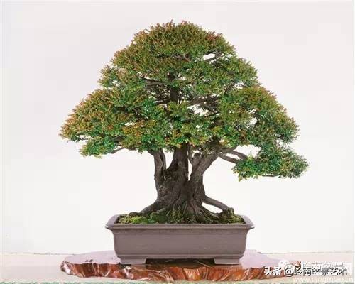 枫港柿和小叶紫檀哪个好,黑骨茶与枫港柿的区别