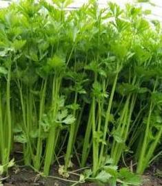 芹菜怎么种出芽率高,芹菜怎么种出苗最快