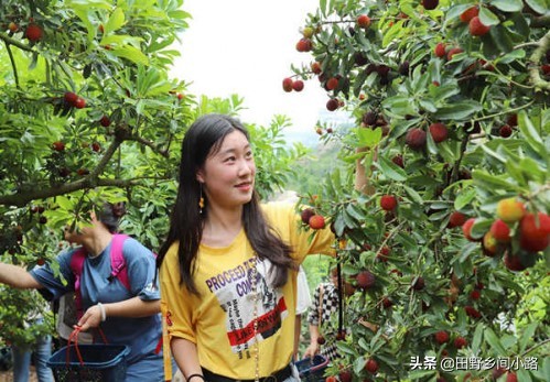 杨梅种植方法与技术,杨梅的种植技术