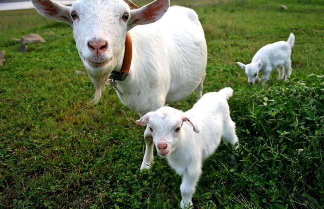 救活小羊的方法有哪些,假死猪抢救法