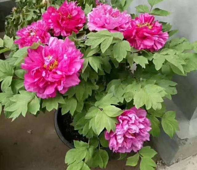 怎么养盆栽牡丹花,养牡丹花怎样浇水