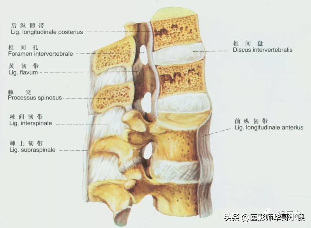 韧带解剖解说视频,韧带解剖图大全书