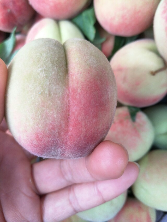 桃子的毛怎么去,桃子的毛怎么清理