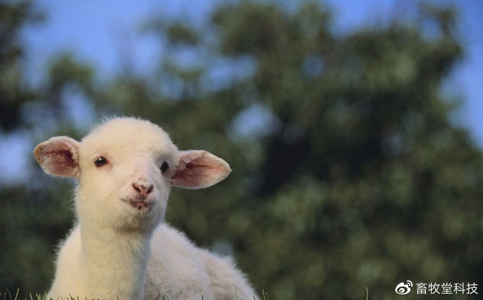 羊消瘦的原因及解决方法,羊养不起膘是怎么回事