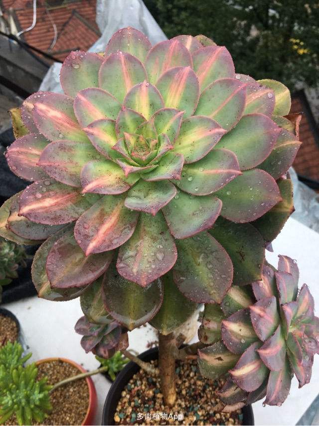 1000种多肉植物图鉴大全大图,景天科1000种多肉植物图鉴