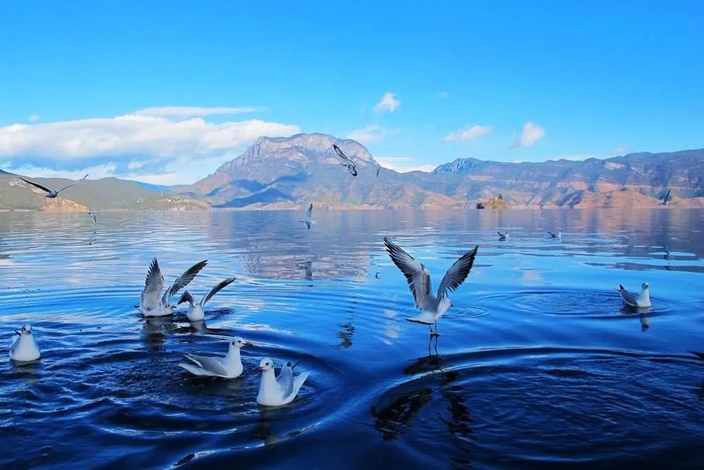 淘客代理,淘客代理加盟方案