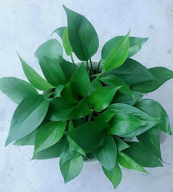 绿萝老化了怎么翻新,绿萝叶干烂了怎么回事