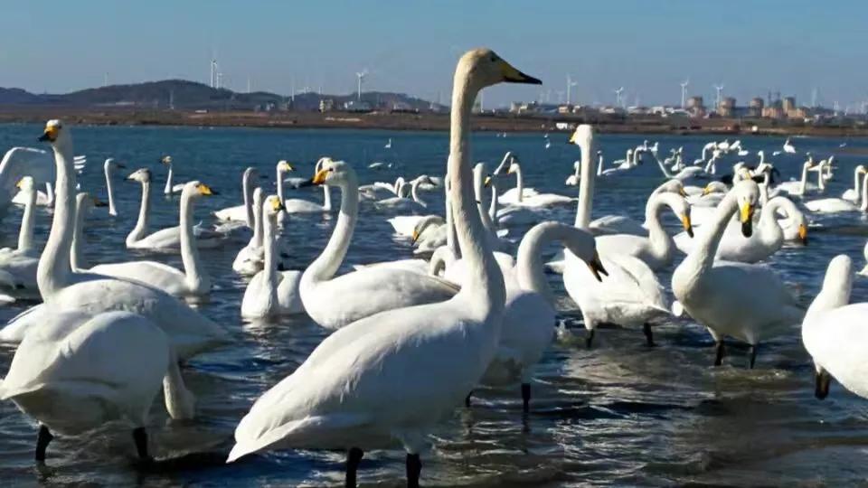 山东荣成定居好不好,外地人荣成落户条件