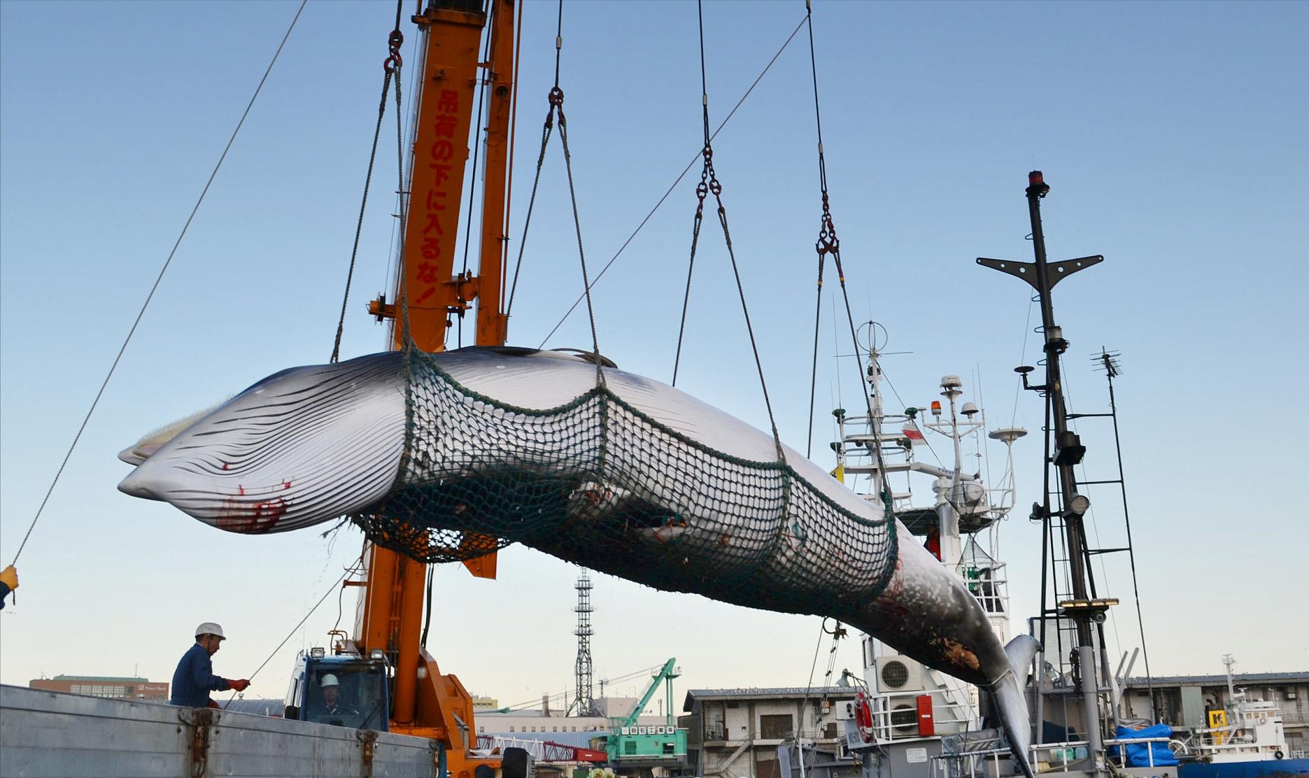 日本为何不禁止商业捕鲸 (日本捕鲸还在继续么)