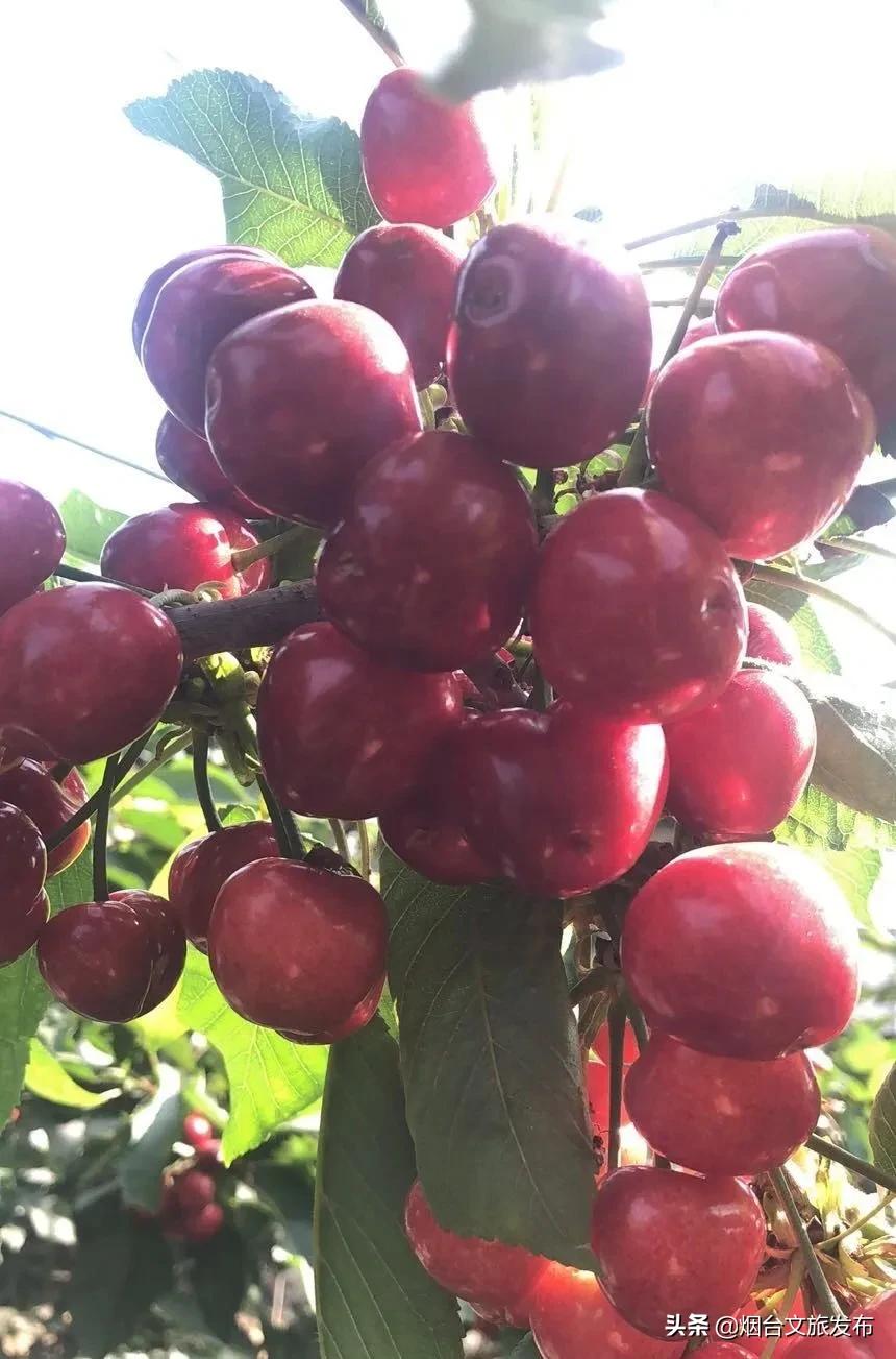 2022福山樱桃节是几月几日,富民樱桃采摘最佳时间