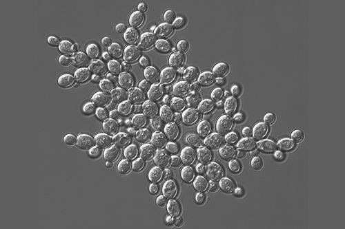 小X书教我用过期酸奶+酵母合成SKII神仙水，舍友差点被熏晕