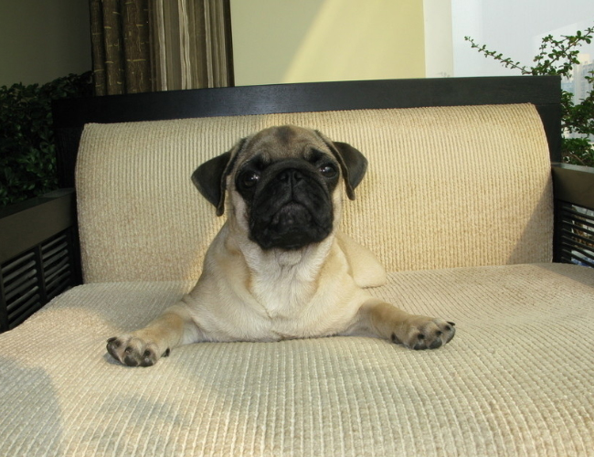 巴哥犬的9大优缺点,巴哥犬优点真不少