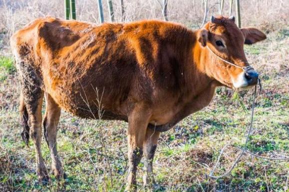 牛误食打了农达的草怎么办,牛吃了打过除草药的草怎么办