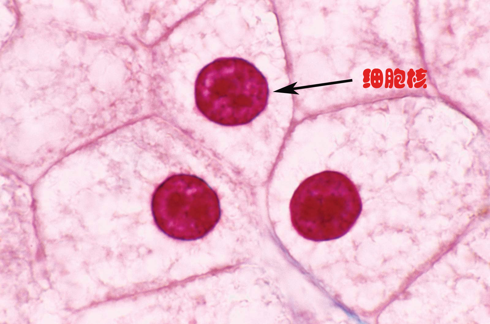 新型冠状病毒pcr检测操作规程,冠状病毒核酸检测pcr试剂