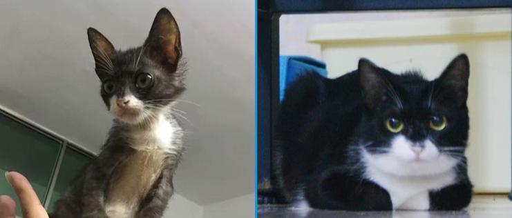 教你如何治猫癣,治疗猫癣的最有效办法