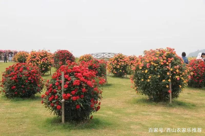 苏州西山免费打卡,苏州西山区网红打卡圣地图片