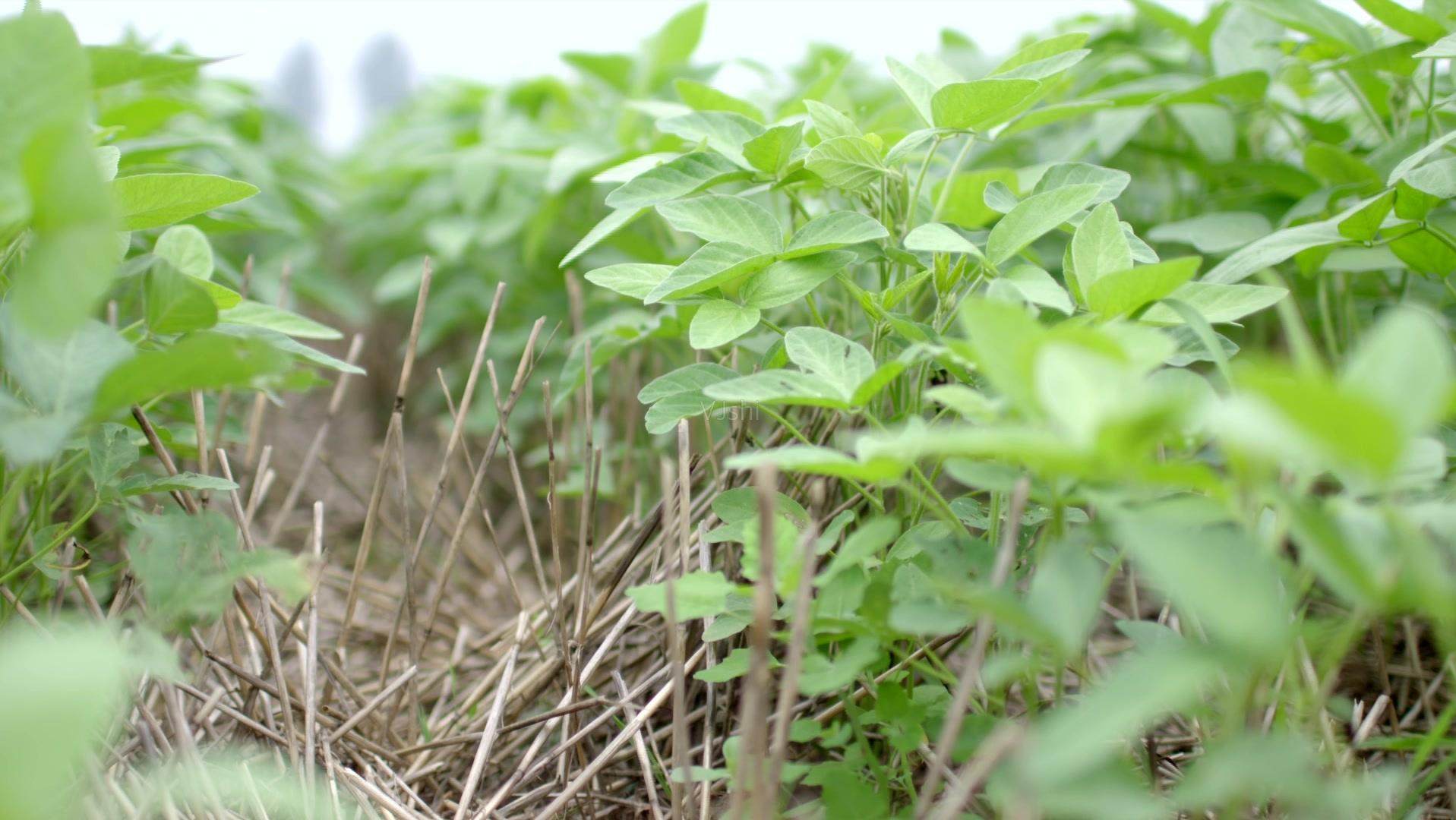 美豆海运费,美豆到中国一吨运费