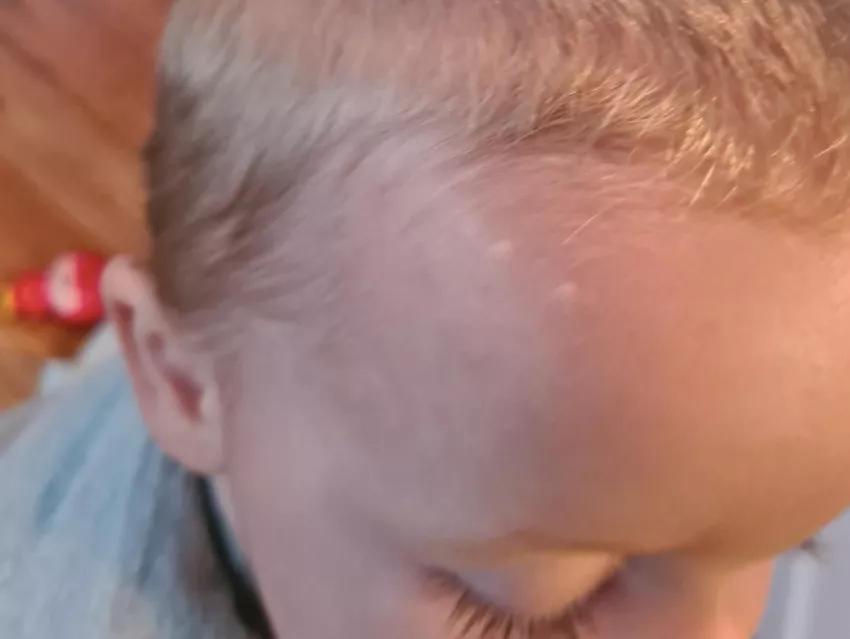 澳大利亚鼠灾事件视频,澳大利亚鼠灾真实事件