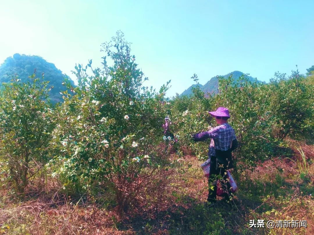 桃源近4000亩油茶果收成采摘啦，茶籽油一斤卖80元