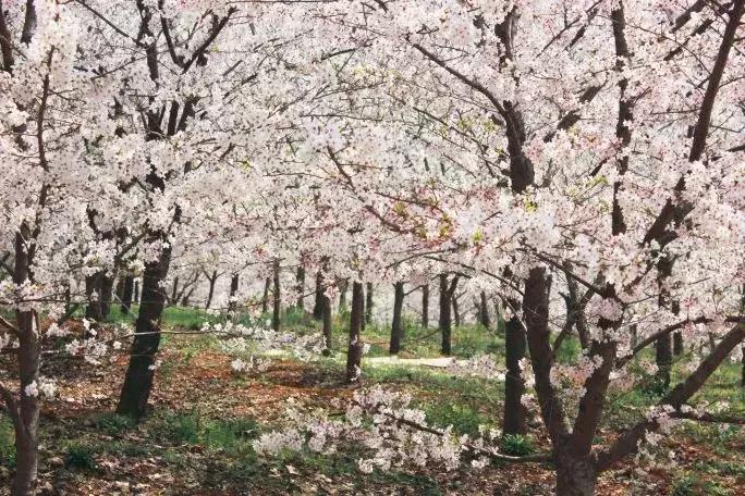 去日本观赏樱花最佳去哪个岛,去日本观赏樱花可能去什么岛