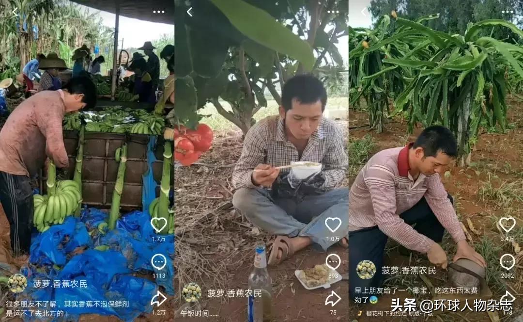 火山上有片“菠萝的海”，火山上有个“菠萝哥”