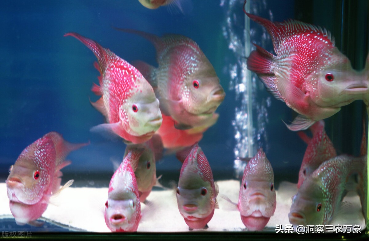 饲养罗汉鱼每周需要停食饿一天吗,养殖罗汉鱼的鱼苗用什么方法养殖