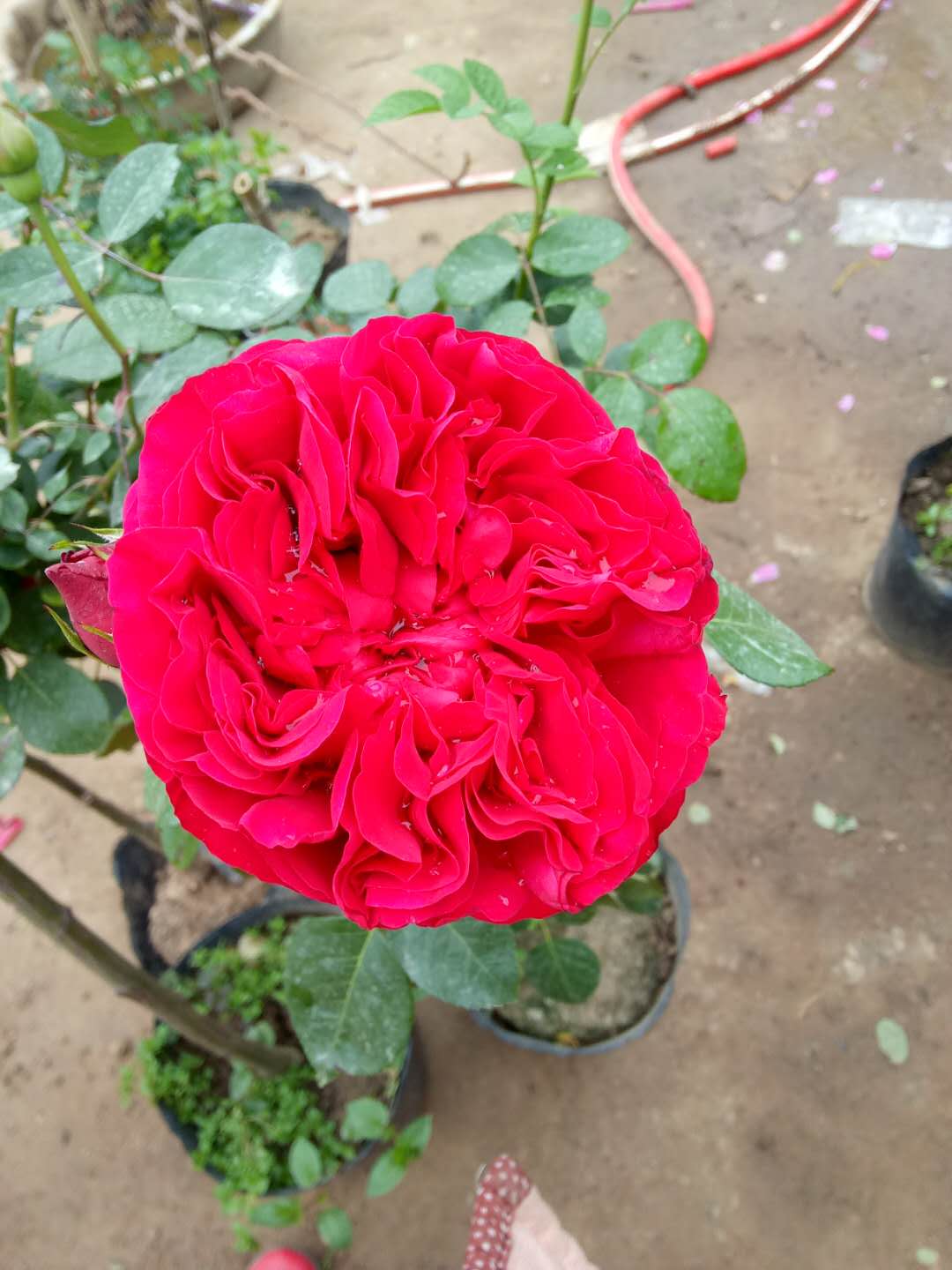 国月和欧月,国月欧月