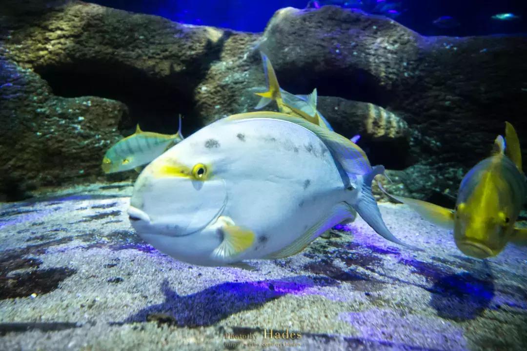 这个夏日25°C的宝藏城市美炸了！海岛、万国建筑、叮叮车..想去