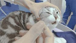 喂药时怎么让猫咪不乱动,喂药给猫方法