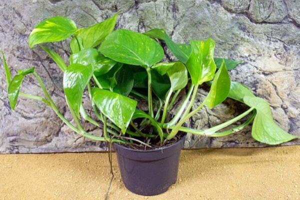 绿萝可以一直在雨地淋雨吗,绿萝能稍微淋雨吗