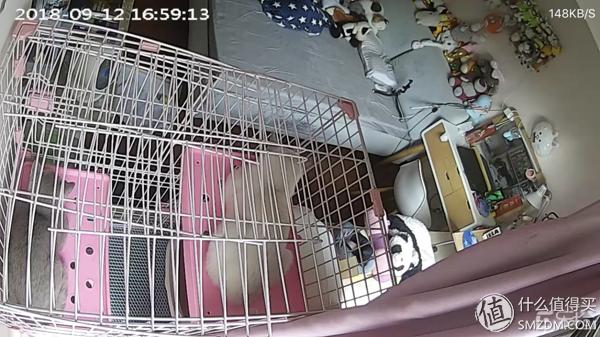 白天不在家猫喂食怎么办,白天不在家猫怎么养