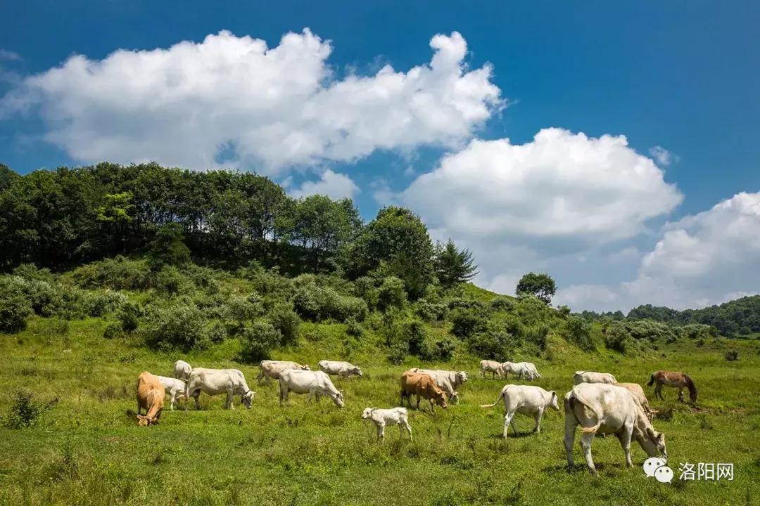 洛阳牡丹花会邀请,洛阳邀请全世界人民看牡丹