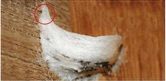 燕窝知识儿童篇,你不知道的营养知识