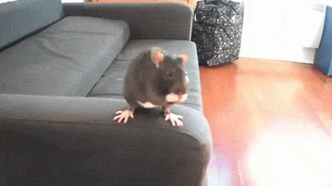 为什么老鼠敢咬熟睡的人,如果你被老鼠咬了会不会死