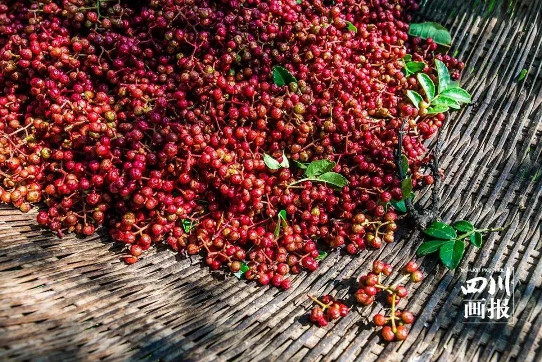 张宏文：汉源.西路花椒