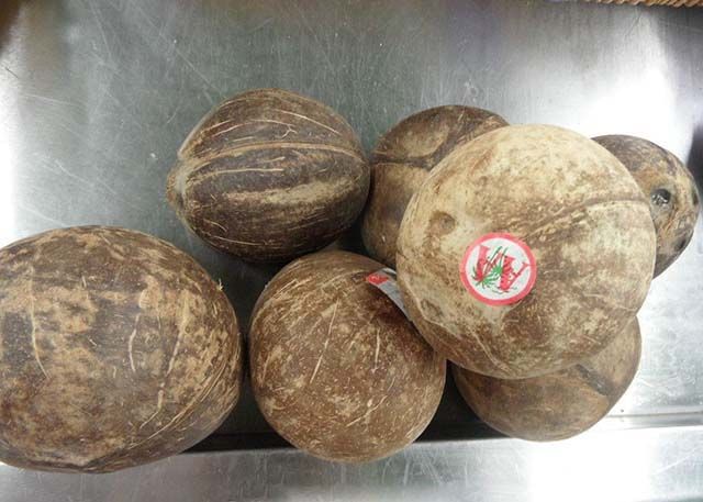 最好喝椰子品种,最适合夏季的椰子