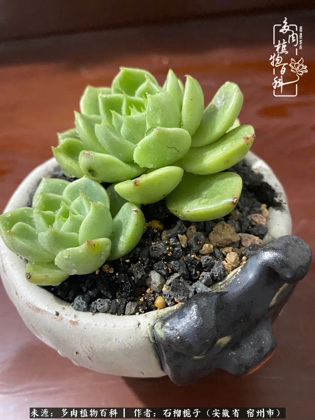 治愈系多肉：何以解忧，唯有多肉