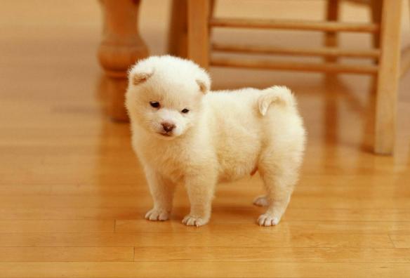 狗狗肚皮掉毛秃了一块,狗狗肚皮上有褐色的点点