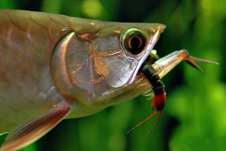 养了十年的龙鱼拒食怎么回事,养了半年龙鱼受到惊吓怎么解决