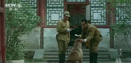 功勋军犬为拍戏被炸死片段,为了电影而被炸成碎片的军犬