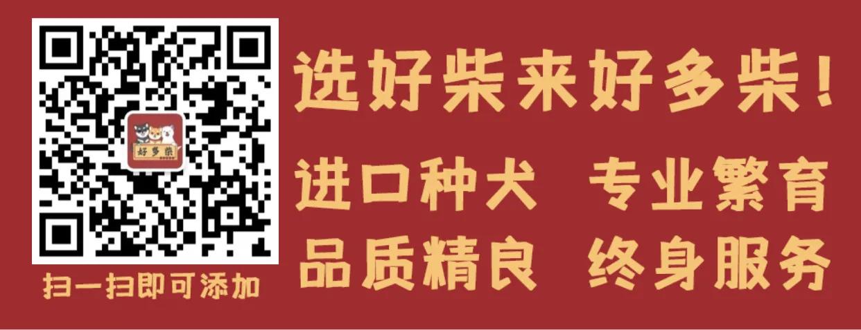柴犬舍在什么地方,柴柴犬舍靠谱吗