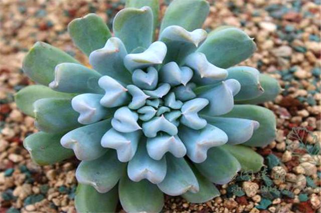 多肉玉莲掌养护方法,多肉玉莲品种大全