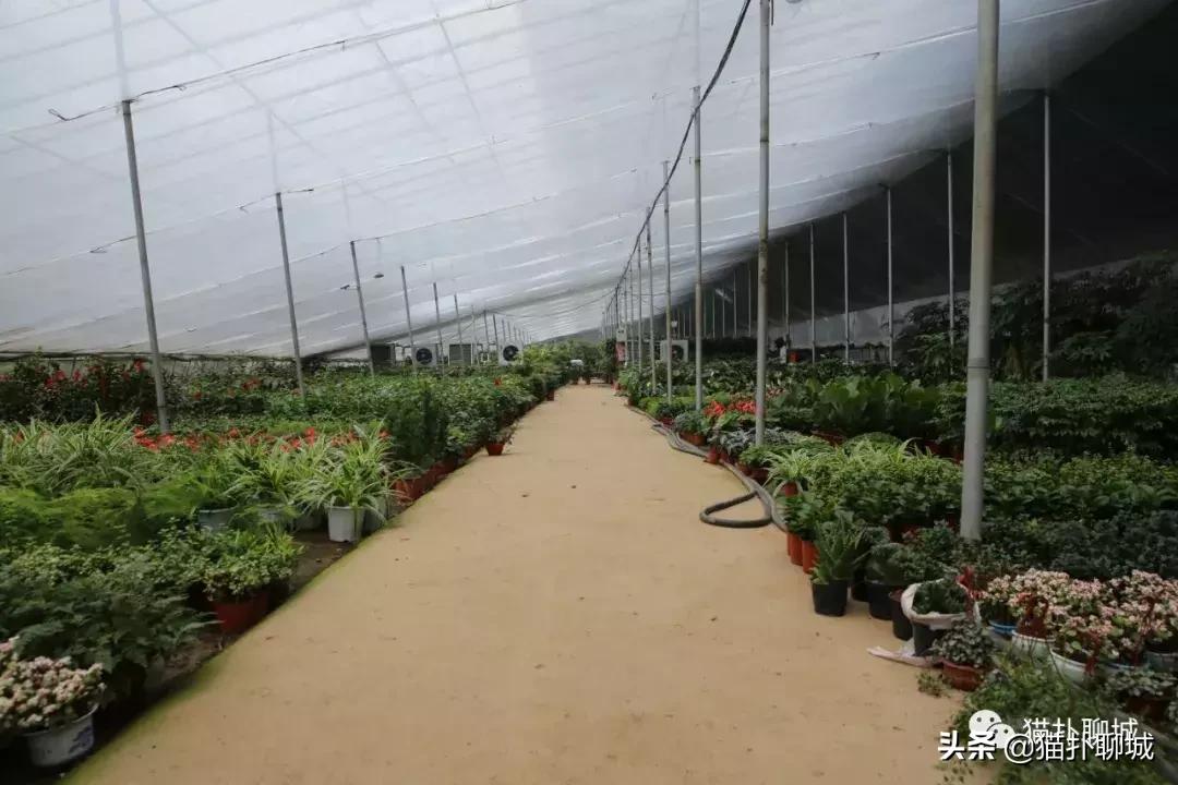 聊城北环花卉市场批发玫瑰鲜花吗,聊城最大的花卉市场