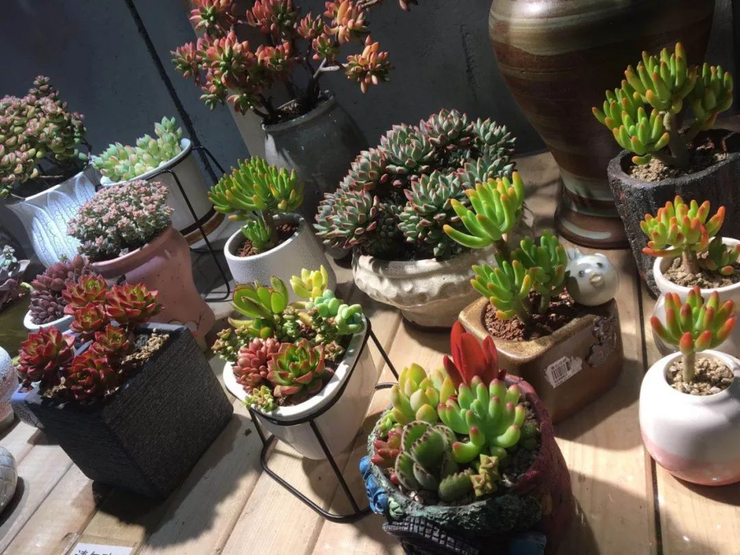 大连网上买花哪个平台好,大连买花到哪里