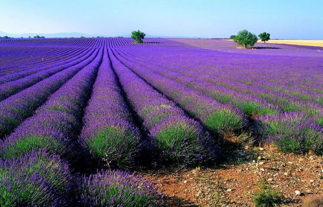 最好的薰衣草精油,不单纯的薰衣草精油