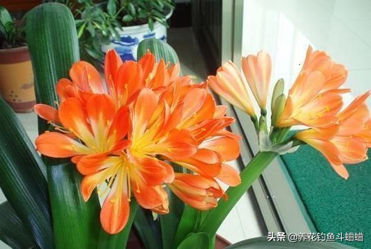 给君子兰倒骨粉,给君子兰用的氮肥