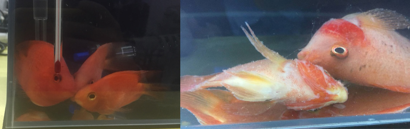 鹦鹉鱼全身发黑是什么病怎么治,鹦鹉鱼体色发白是什么原因