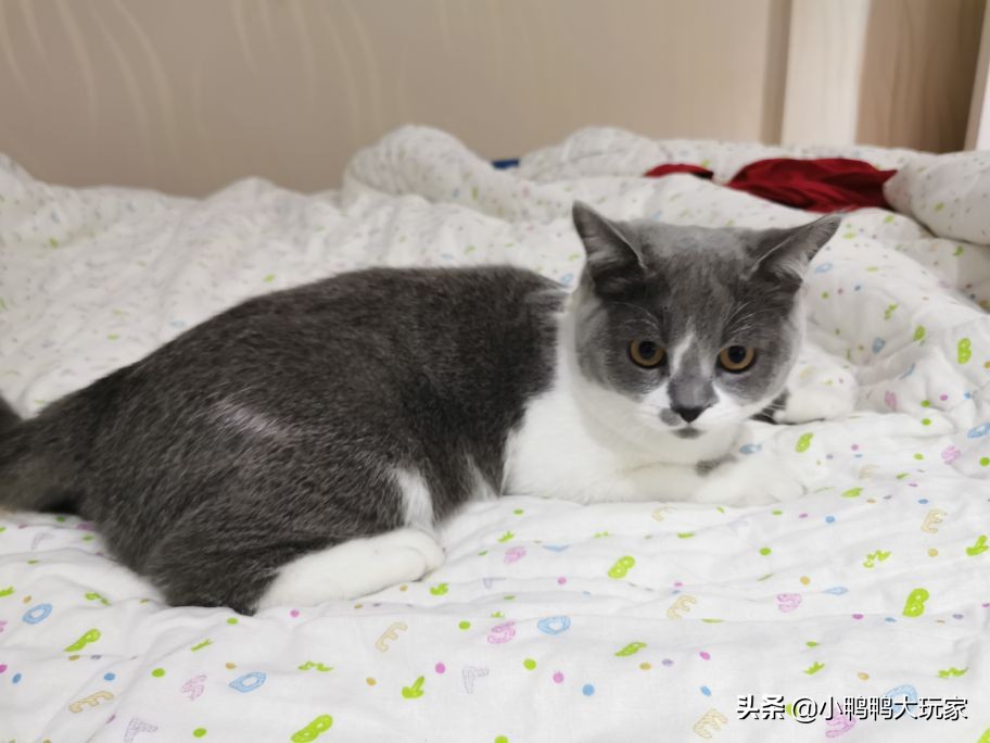 听说猫进入发情期后会到处撒尿，我家的猫还要养下去吗？